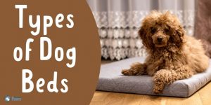 Types of Dog Beds - Which Dog Bed is Right for Your Pup