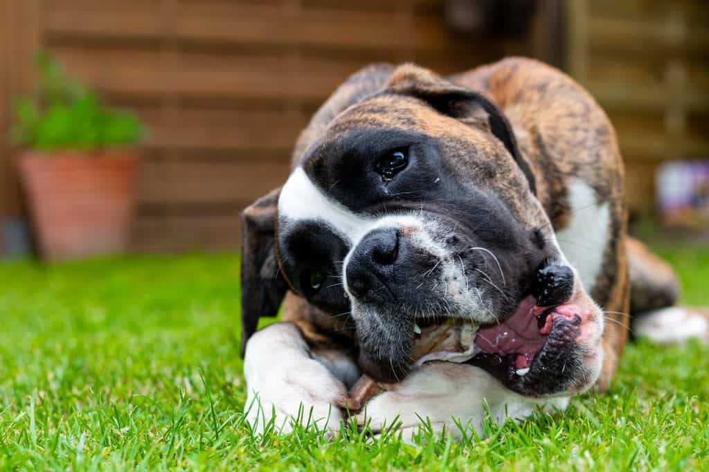 Beef hide rawhide pros cons dangers how to give safely to dog