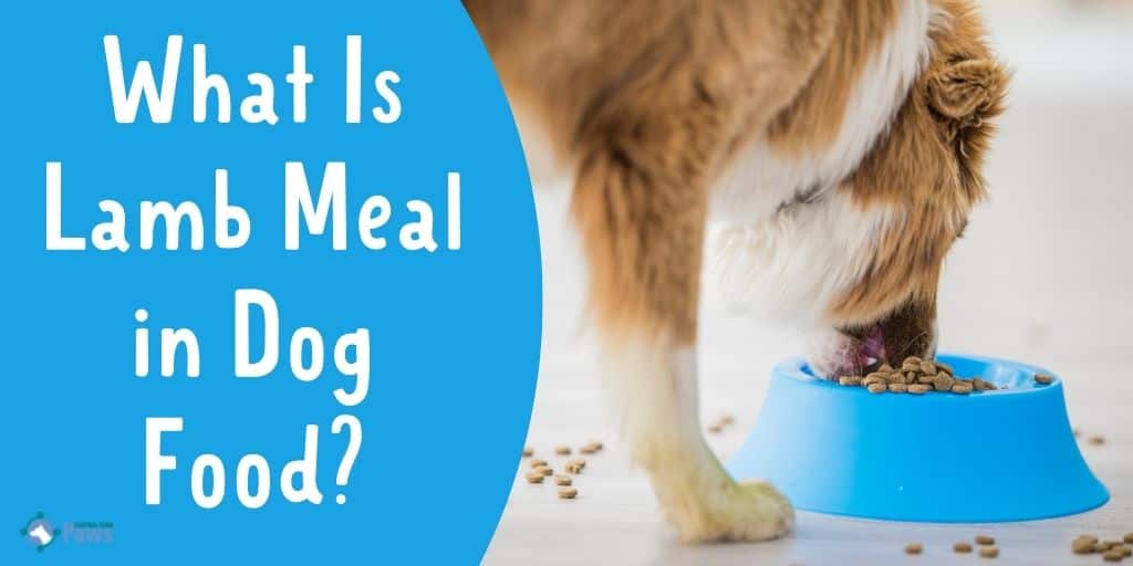 What Is Lamb Meal in Dog Food