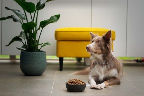 Lamb in Dog Food