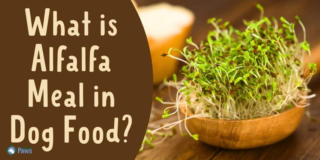 What is Alfalfa Meal in Dog Food - Is it a Healthy Protein for Dogs