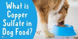 What is Copper Sulfate in Dog Food - Is it Safe for Dogs