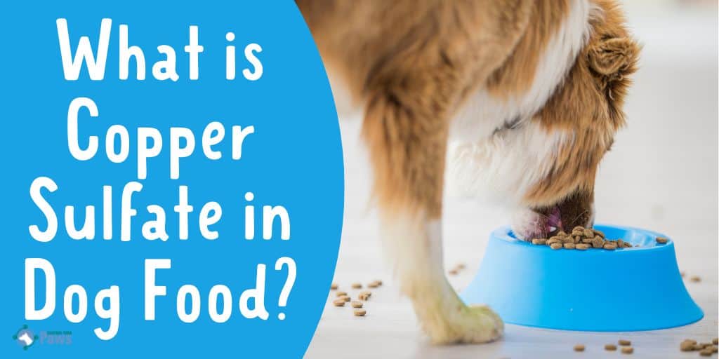 What is Copper Sulfate in Dog Food - Is it Safe for Dogs