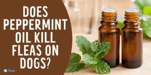 Does Peppermint Oil Kill Fleas on Dogs - Is it Safe or Toxic