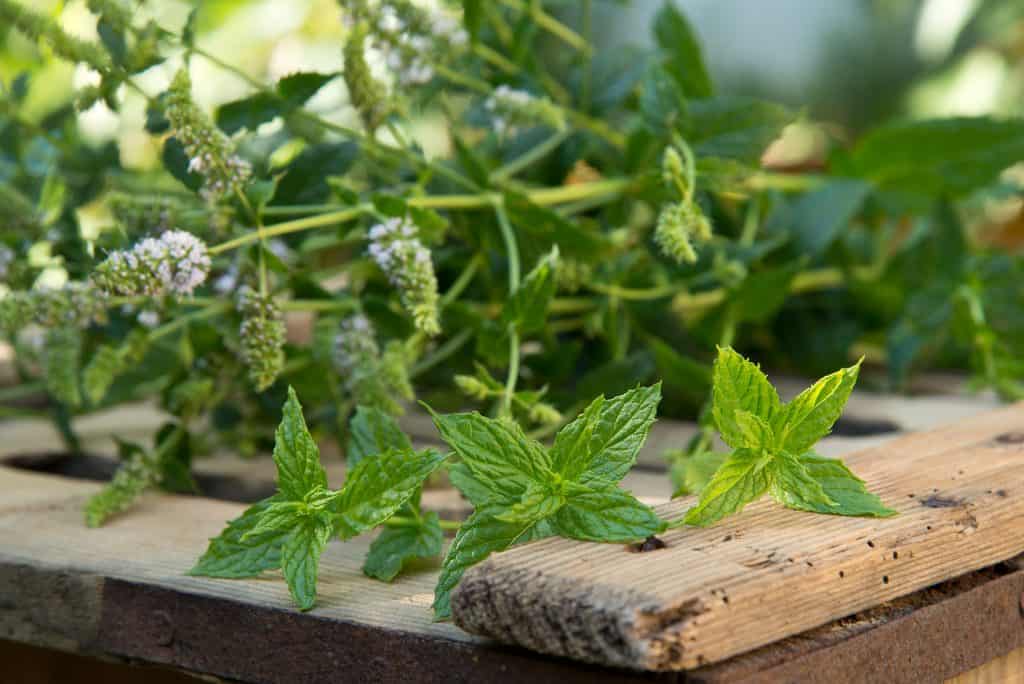 Fresh Peppermint Leaves Toxic to Dogs