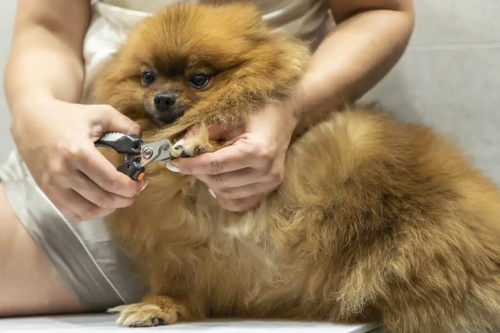 Groomer cutting dog nails