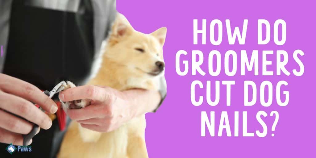 How Do Groomers Cut Dog Nails