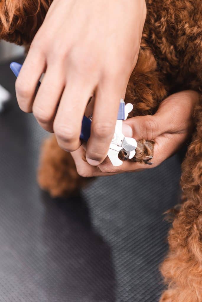 Clipping a dogs nails like a professional