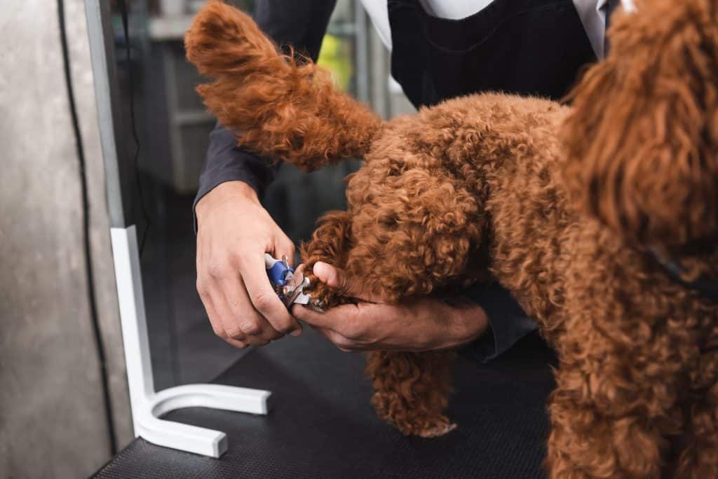 Cutting a dogs nails from behind