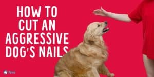 How to Cut an Aggressive Dog's Nails